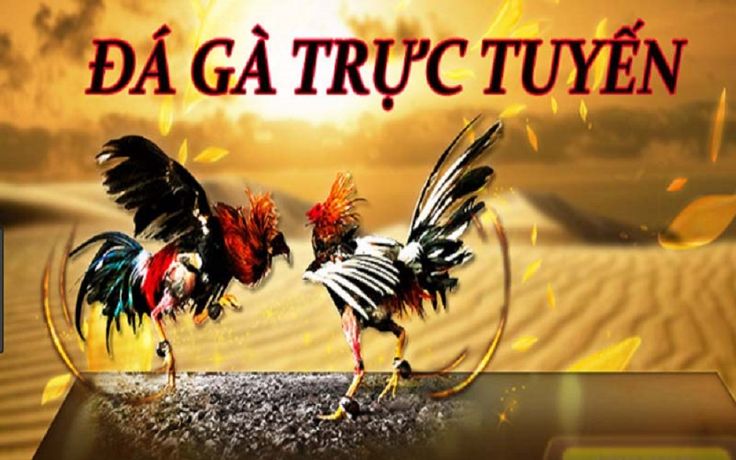8xbet đá gà trực tuyến