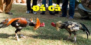 Đá Gà Cựa Sắt – Những Màn Tỷ Thí Kịch Tính Đầy Hấp Dẫn 1