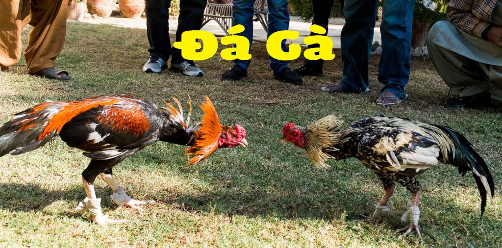 Đá Gà Cựa Sắt – Những Màn Tỷ Thí Kịch Tính Đầy Hấp Dẫn 1