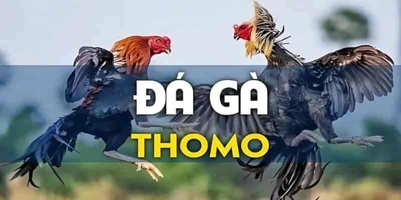 Đá gà Thomo - Kênh theo dõi trực tuyến an toàn, tin cậy 2025